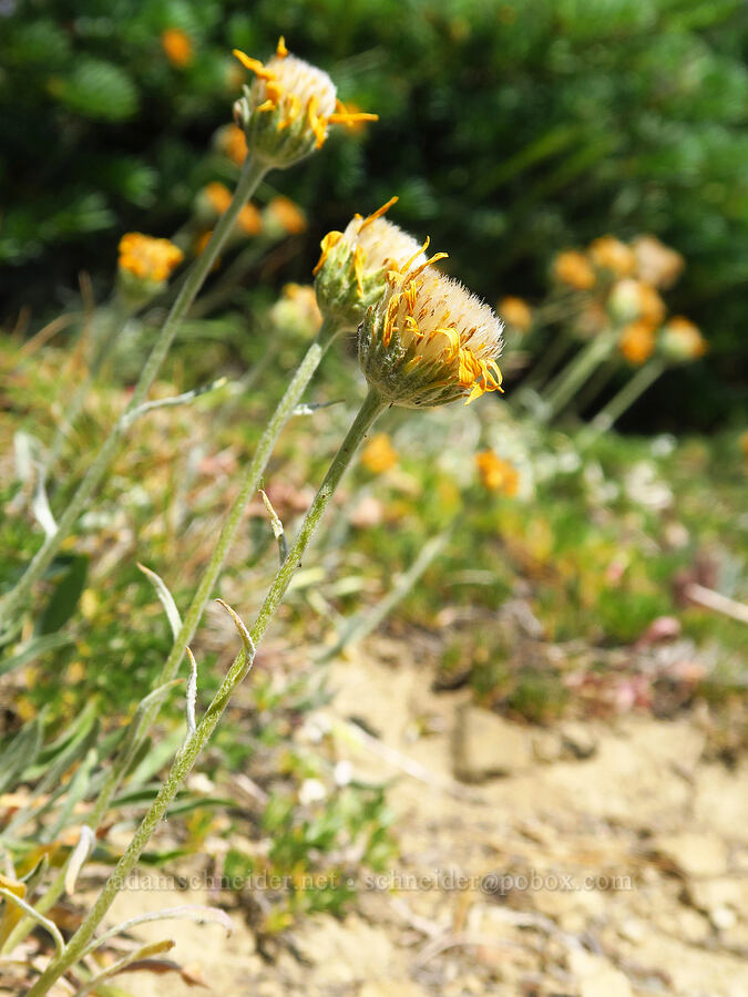 woolly goldenweed, going to seed (Stenotus lanuginosus var. lanuginosus (Haplopappus lanuginosus)) [Mount Lillian, Okanogan-Wenatchee National Forest, Chelan County, Washington]