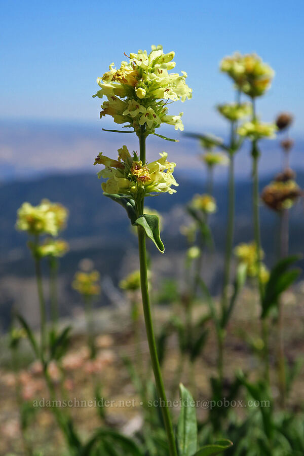 yellow penstemon (Penstemon confertus) [Mount Lillian, Okanogan-Wenatchee National Forest, Chelan County, Washington]