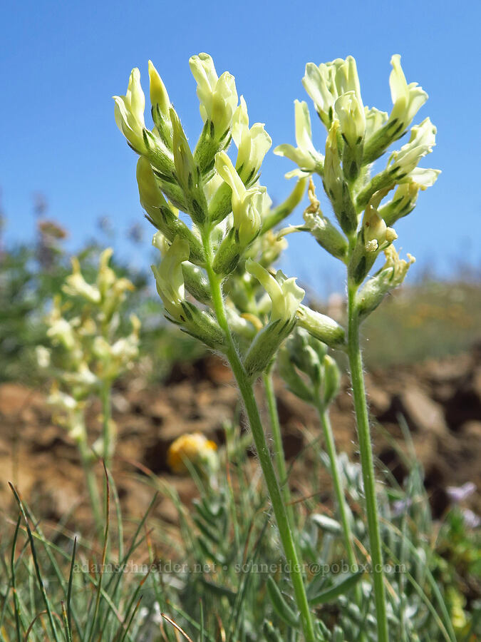 yellow locoweed (Oxytropis campestris (Oxytropis monticola)) [Mount Lillian, Okanogan-Wenatchee National Forest, Chelan County, Washington]