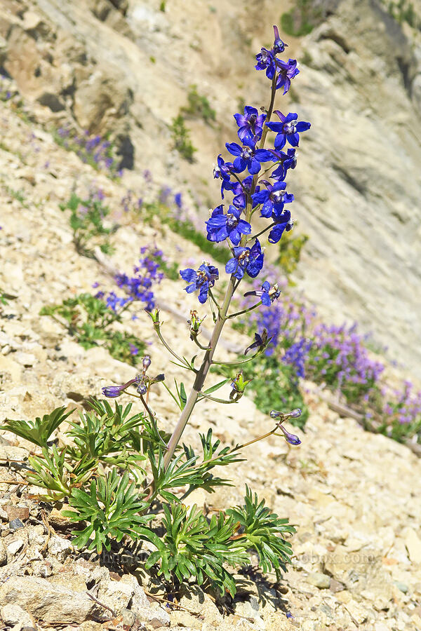 rockslide larkspur (Delphinium glareosum) [Mount Lillian, Okanogan-Wenatchee National Forest, Chelan County, Washington]