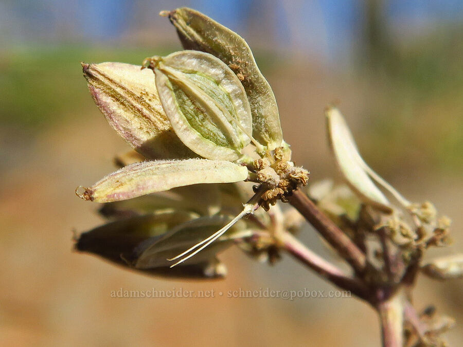 Watson's desert parsley, gone to seed (Lomatium sp.) [Table Mountain, Okanogan-Wenatchee National Forest, Kittitas County, Washington]