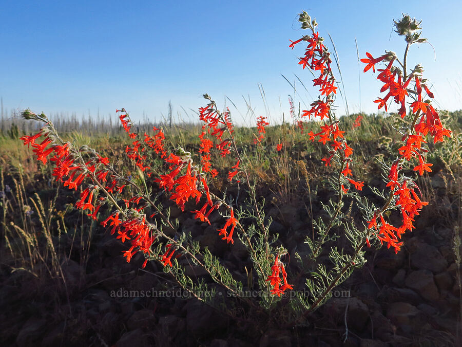 scarlet gilia (Ipomopsis aggregata) [Table Mountain, Okanogan-Wenatchee National Forest, Kittitas County, Washington]