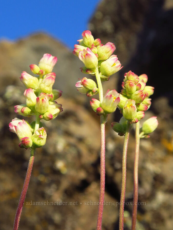 round-leaf alumroot (Heuchera cylindrica var. alpina) [Lion Rock, Okanogan-Wenatchee National Forest, Kittitas County, Washington]
