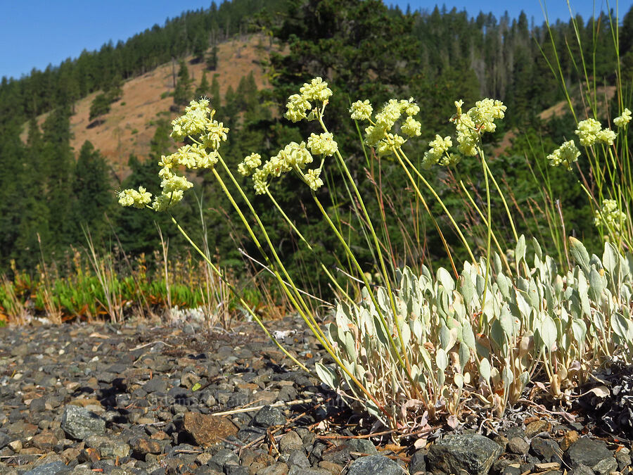 Blue Mountain buckwheat (Eriogonum strictum var. anserinum) [Reecer Creek Road, Chelan County, Washington]