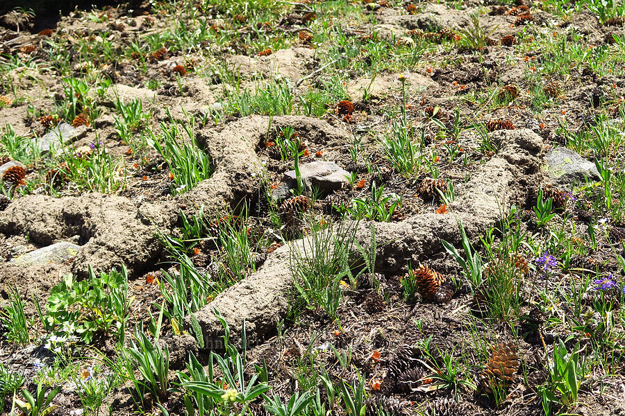 gopher eskers [Mission Peak Trail, Okanogan-Wenatchee National Forest, Chelan County, Washington]
