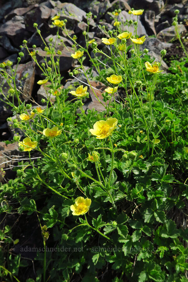 sticky cinquefoil (which?) (Drymocallis sp. (Potentilla glandulosa)) [Mission Peak, Colockum Wildlife Area, Chelan County, Washington]