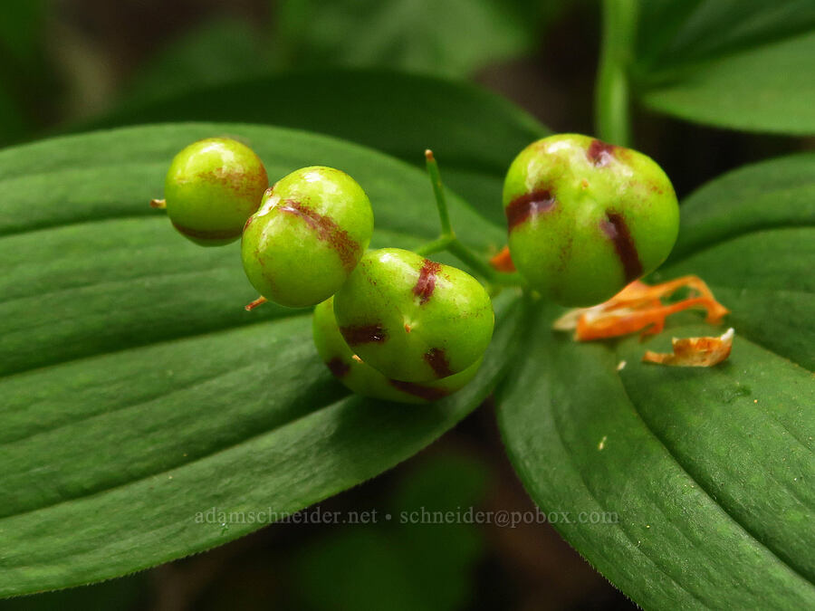starry false solomon's-seal, going to seed (Maianthemum stellatum (Smilacina stellata)) [Saddle Mountain Trail, Clatsop County, Oregon]