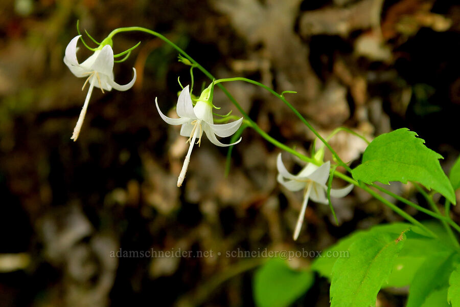 Scouler's harebells (Campanula scouleri) [Saddle Mountain Trail, Clatsop County, Oregon]