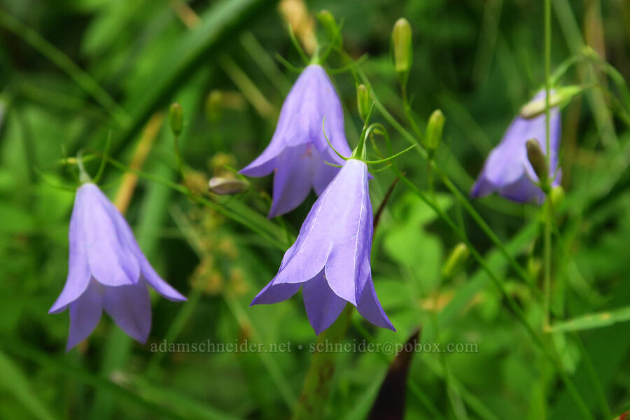 harebell (Campanula petiolata (Campanula rotundifolia)) [Saddle Mountain Trail, Clatsop County, Oregon]