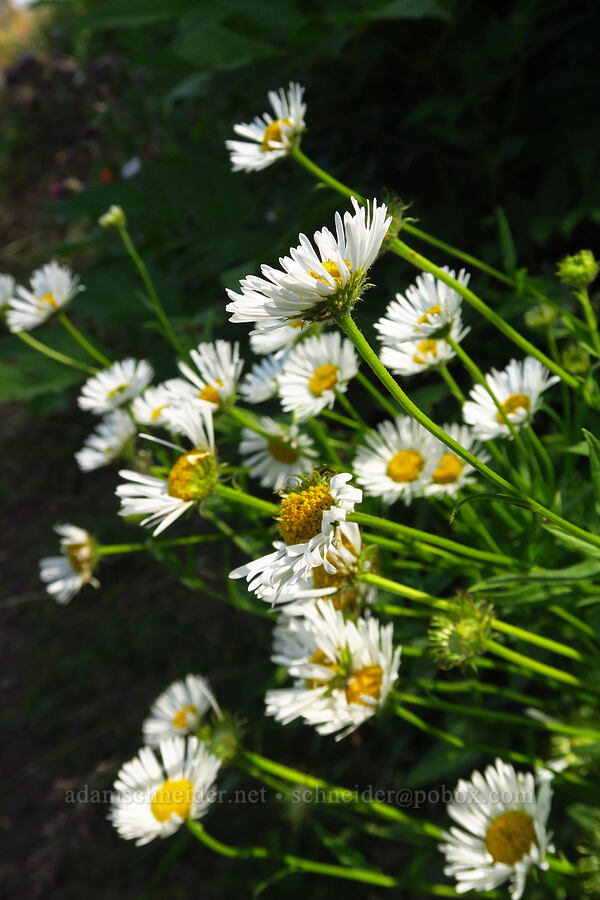 Alice's fleabane (Erigeron aliceae) [Saddle Mountain Trail, Clatsop County, Oregon]
