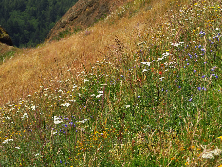 wildflowers [Saddle Mountain Trail, Clatsop County, Oregon]