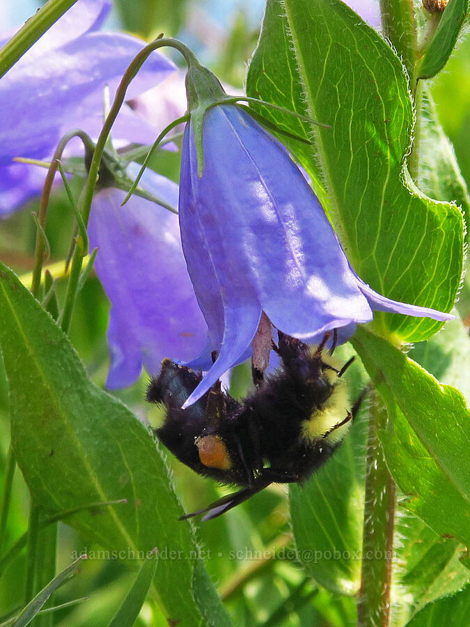 yellow-faced bumblebee in a harebell (Bombus vosnesenskii, Campanula petiolata (Campanula rotundifolia)) [Saddle Mountain Trail, Clatsop County, Oregon]