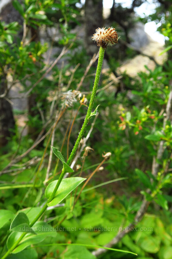 subalpine fleabane (?), gone to seed (Erigeron glacialis var. glacialis) [Saddle Mountain, Clatsop County, Oregon]