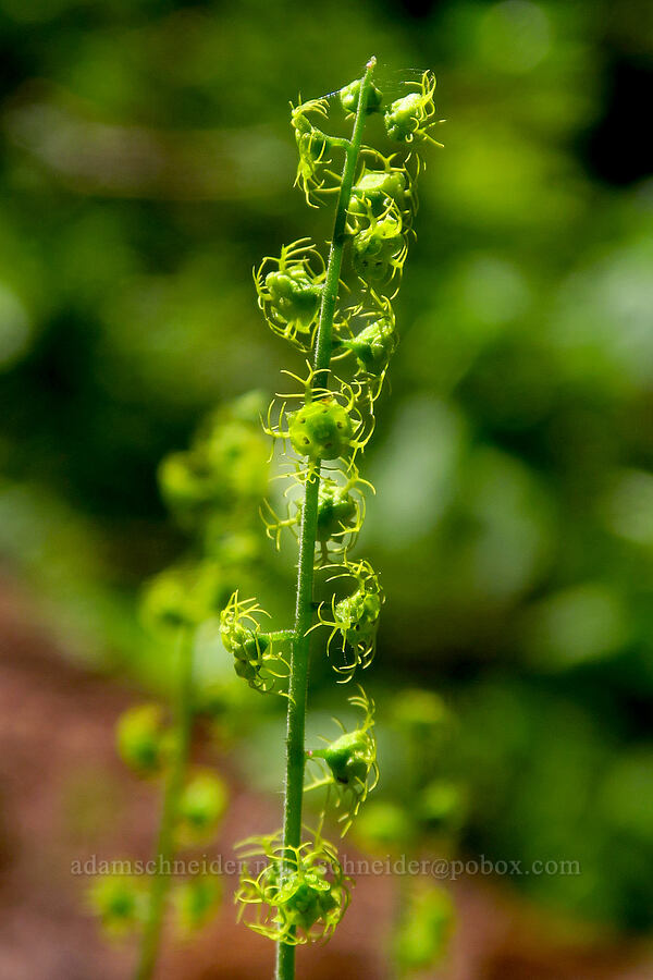 Brewer's mitrewort (Brewerimitella breweri (Pectiantia breweri) (Mitella breweri)) [Tidbits Mountain, Willamette National Forest, Linn County, Oregon]