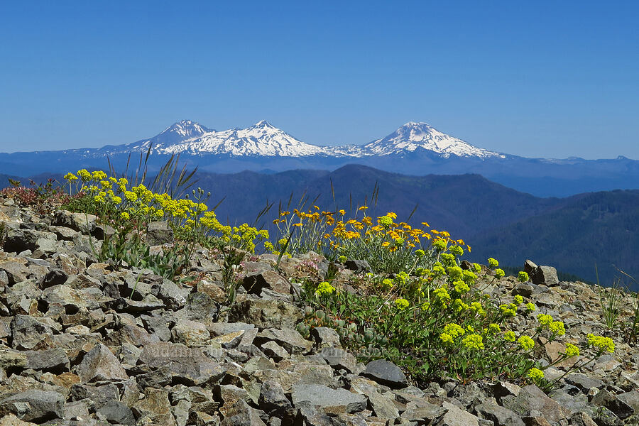 sulphur-flower buckwheat, Oregon sunshine, & Three Sisters (Eriogonum umbellatum, Eriophyllum lanatum) [Tidbits Mountain, Willamette National Forest, Linn County, Oregon]