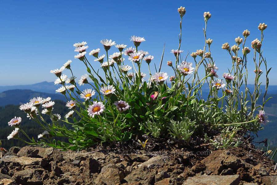 Cascade fleabane & rosy pussy-toes (Erigeron cascadensis, Antennaria rosea) [Tidbits Mountain, Willamette National Forest, Linn County, Oregon]