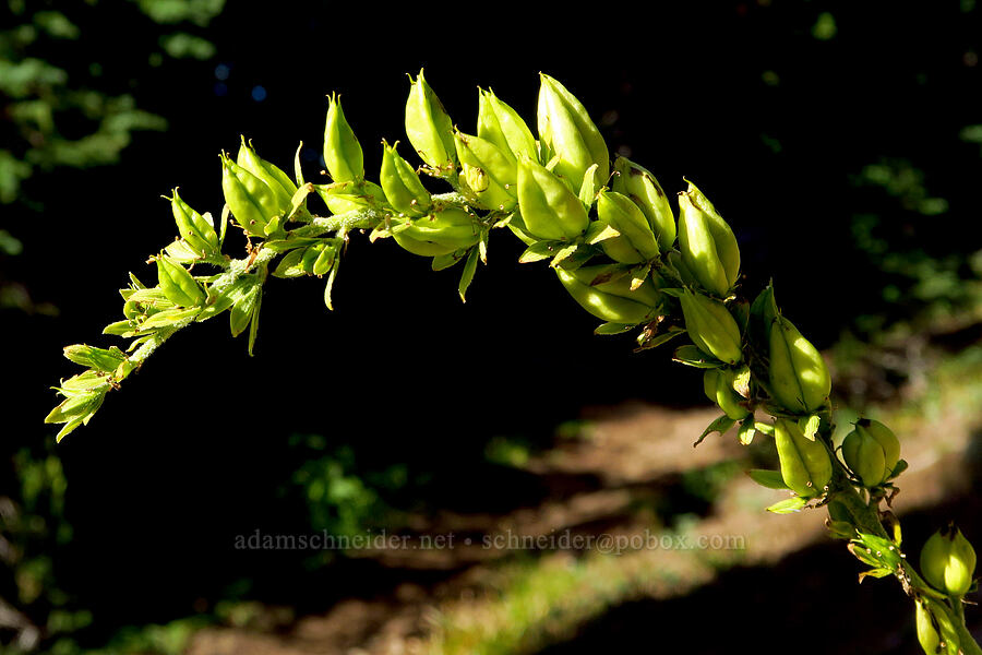 green corn lily, going to seed (Veratrum viride var. eschscholtzianum (Veratrum eschscholtzii)) [Bear Creek Mountain Trail, Goat Rocks Wilderness, Yakima County, Washington]