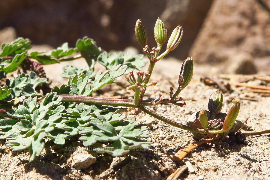 Cascade desert parsley, going to seed (Lomatium martindalei) [ridge southwest of Bear Creek Mountain, Goat Rocks Wilderness, Yakima County, Washington]