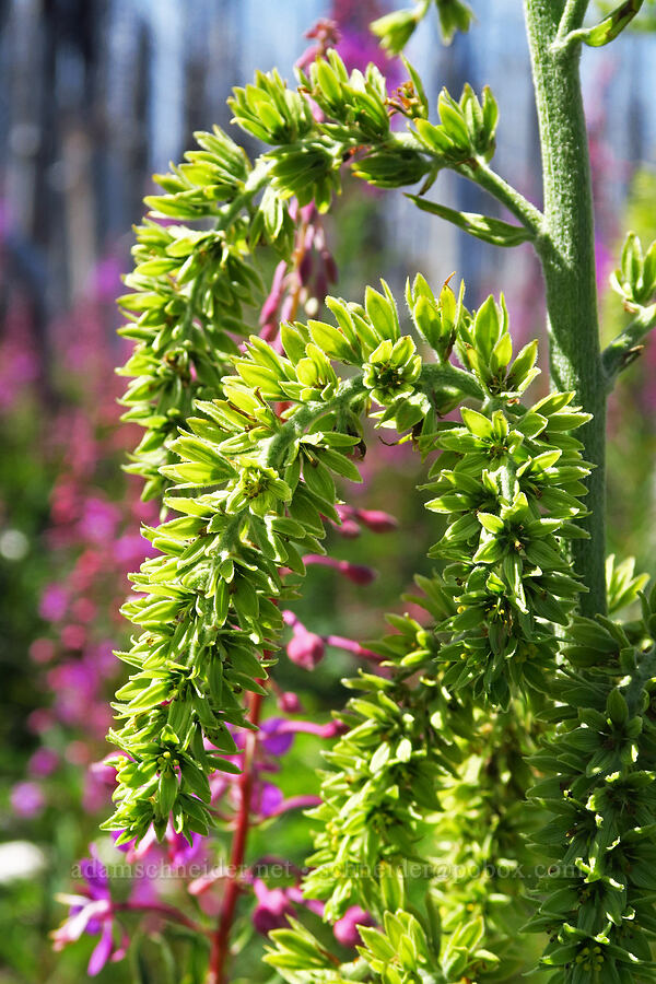 green corn lily (Veratrum viride var. eschscholtzianum (Veratrum eschscholtzii)) [Vista Ridge Trail, Mt. Hood Wilderness, Hood River County, Oregon]