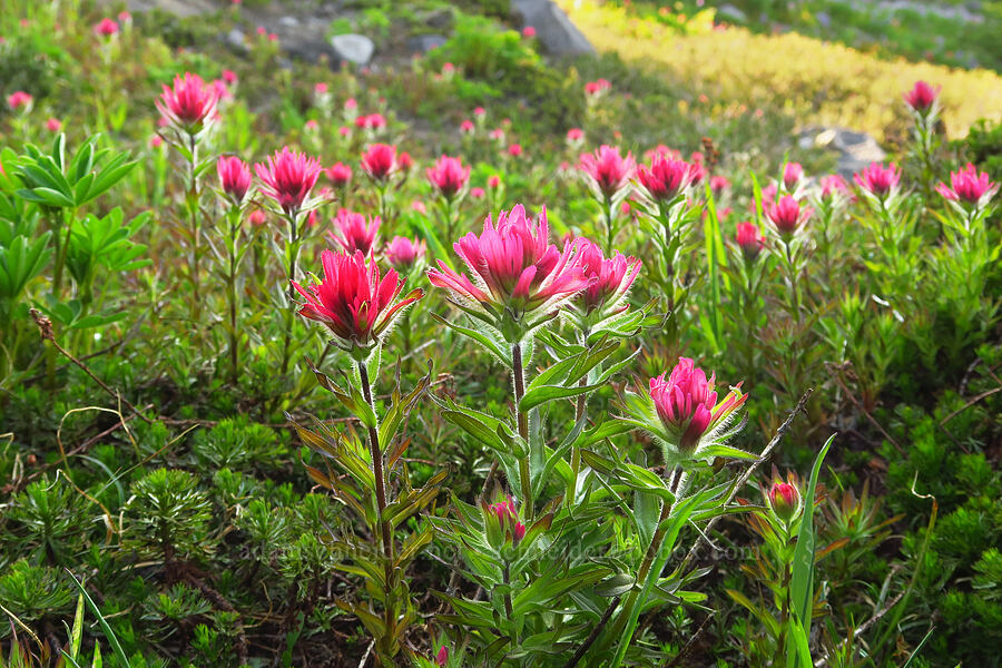 magenta paintbrush (Castilleja parviflora var. oreopola) [west of Elk Cove, Mt. Hood Wilderness, Hood River County, Oregon]