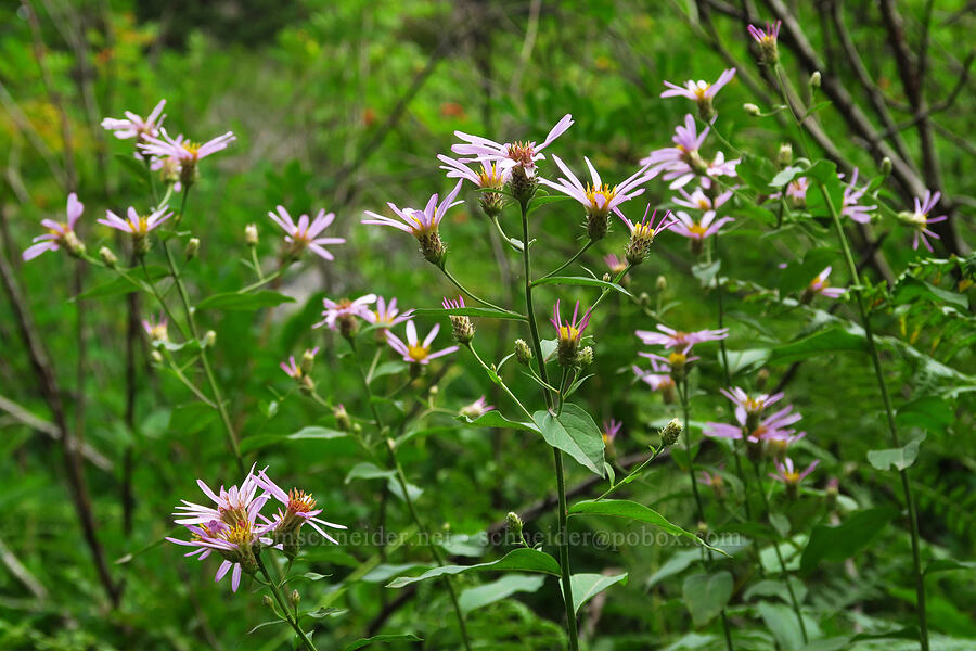 Engelmann's asters (Doellingeria engelmannii (Eucephalus engelmannii) (Aster engelmannii)) [Snow Lake Trail, Mt. Baker-Snoqualmie National Forest, King County, Washington]