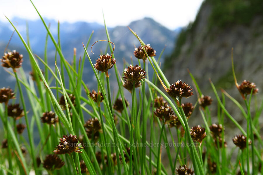 Mertens' rushes (Juncus mertensianus) [below Chair Peak, Alpine Lakes Wilderness, King County, Washington]