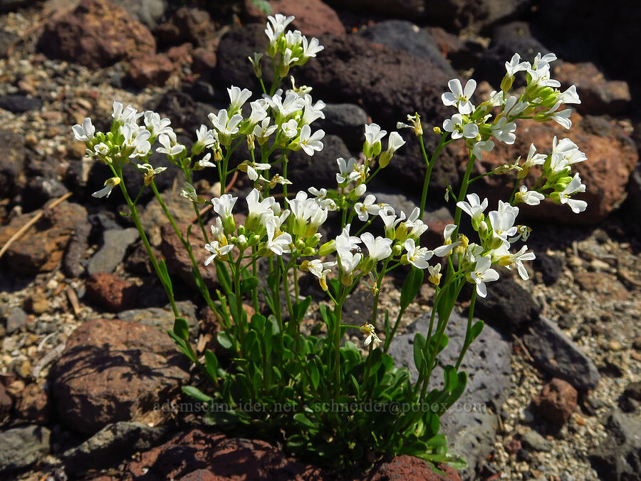Cascade rock-cress (Arabis furcata) [Suksdorf climbing route, Mt. Adams Wilderness, Yakima County, Washington]