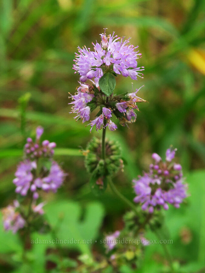 pennyroyal (Mentha pulegium) [Chinook Landing Marine Park, Multnomah County, Oregon]