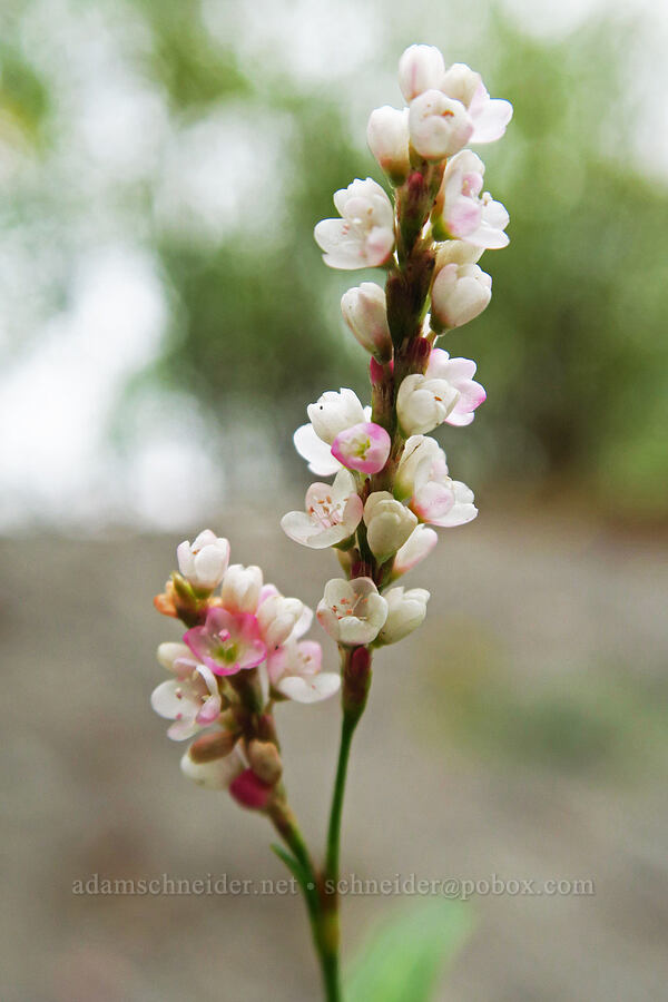 swamp smartweed (Persicaria hydropiperoides) [Chinook Landing Marine Park, Multnomah County, Oregon]