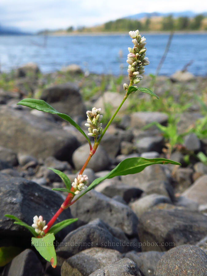 pale smartweed (Persicaria lapathifolia (Polygonum lapathifolium)) [Tanner Creek Recreation Area, Multnomah County, Oregon]