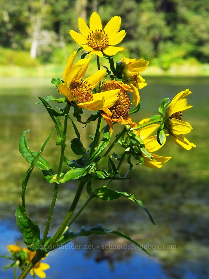 nodding beggar's-ticks (Bidens cernua) [Ice House Lake, Skamania County, Washington]