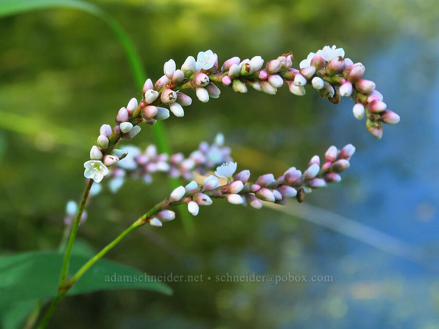 swamp smartweed (Persicaria hydropiperoides (Polygonum hydropiperoides)) [Ice House Lake, Skamania County, Washington]