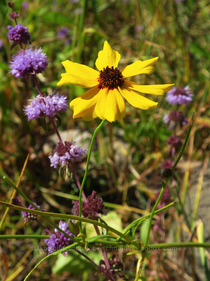 Columbia coreposis & pennyroyal (Coreopsis tinctoria (Coreopsis atkinsoniana), Mentha pulegium) [Hamilton Island, Skamania County, Washington]