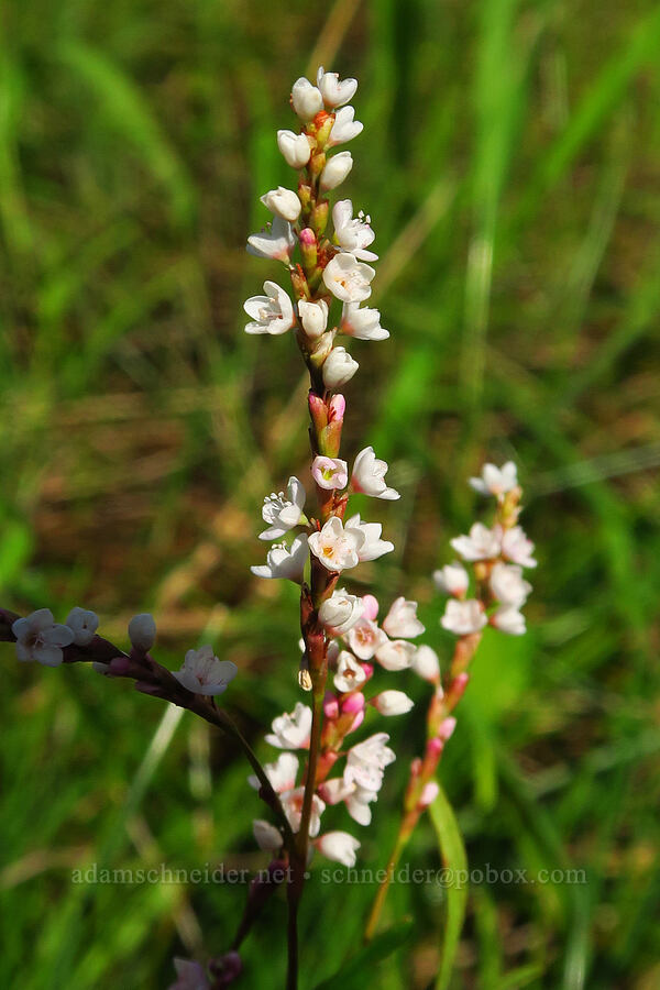 swamp smartweed (Persicaria hydropiperoides) [Hamilton Creek, Skamania County, Washington]