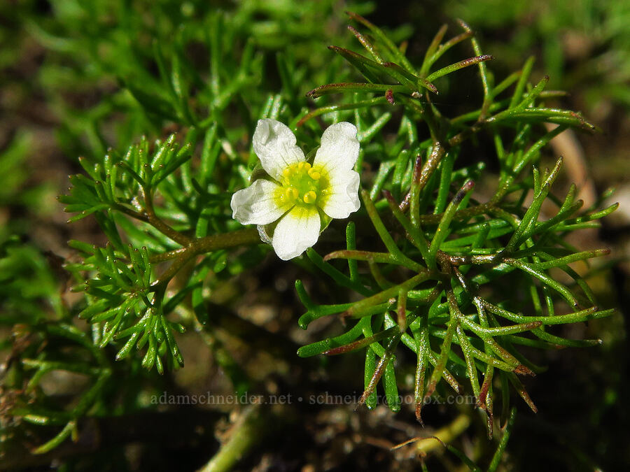 white water buttercup (Ranunculus longirostris (Ranunculus aquatilis var. diffusus)) [Hamilton Creek, Skamania County, Washington]