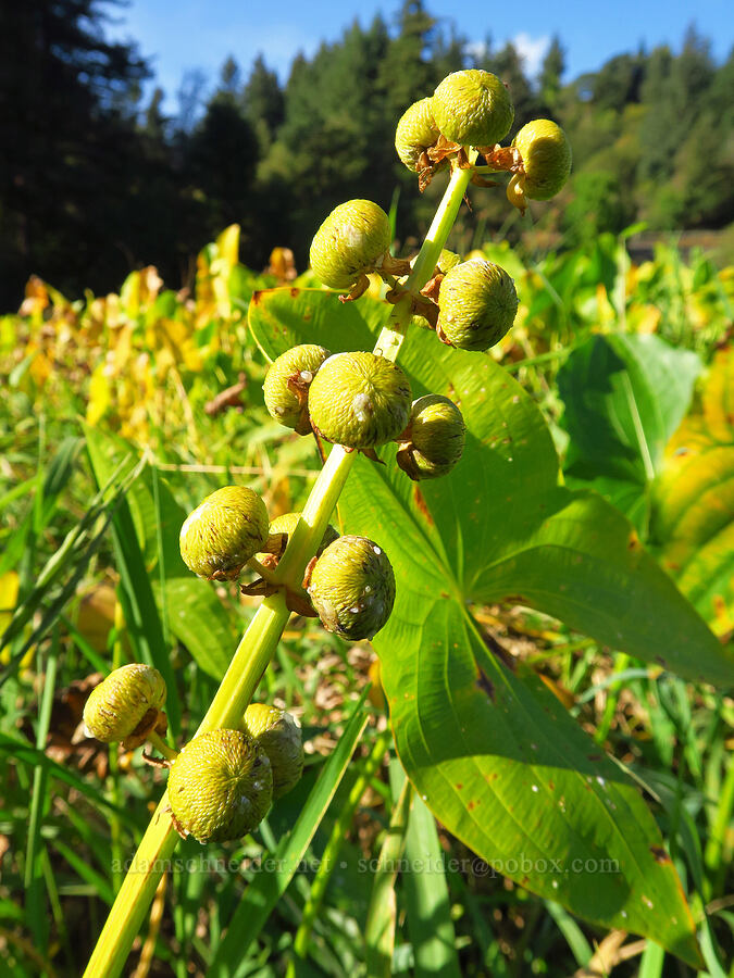 wapato fruits (Sagittaria latifolia) [near Skamania Landing, Skamania County, Washington]