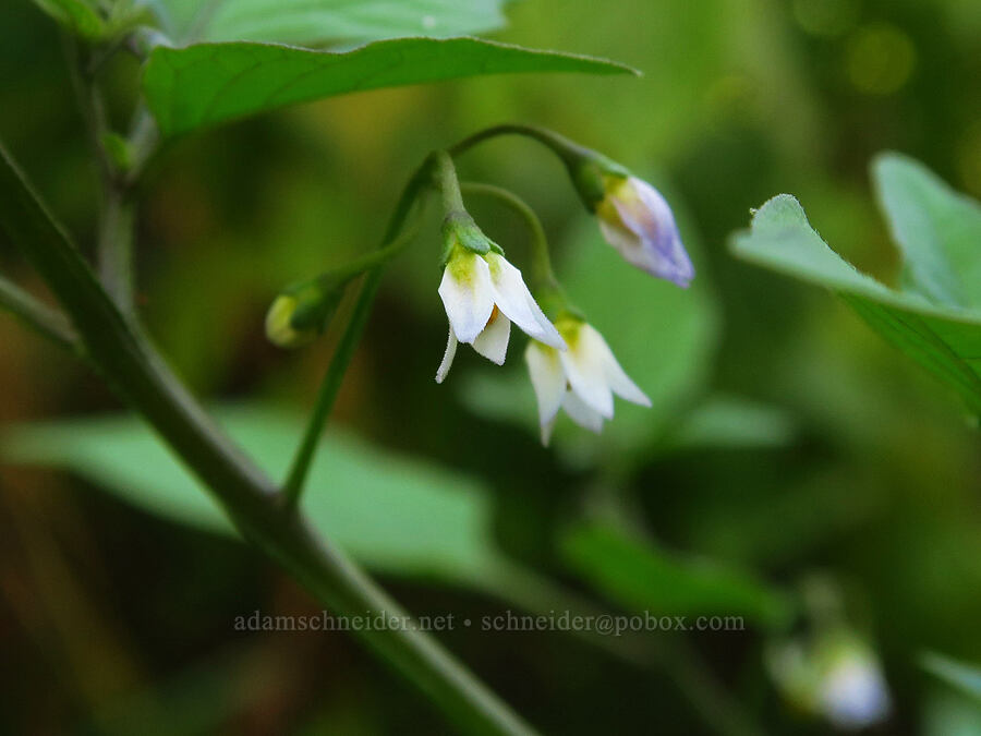 American black nightshade (Solanum americanum) [near Skamania Landing, Skamania County, Washington]