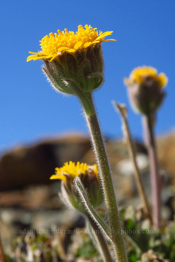dwarf alpine-gold (Hulsea nana) [Mt. Eddy Trail, Shasta-Trinity National Forest, Siskiyou County, California]
