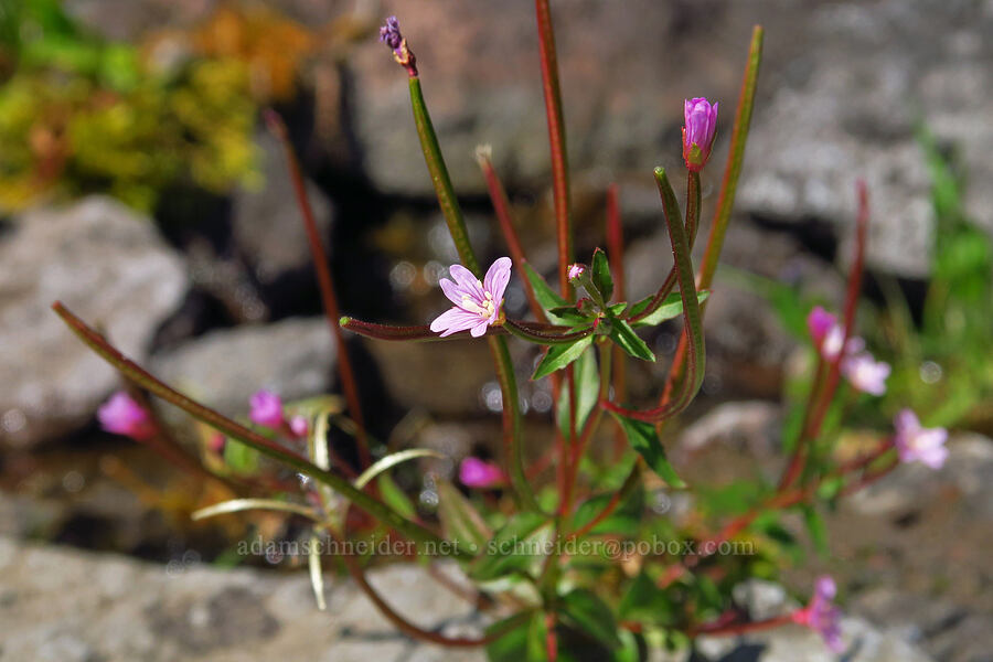 willow-herb (Epilobium sp.) [South Gate Meadows, Mount Shasta Wilderness, Siskiyou County, California]
