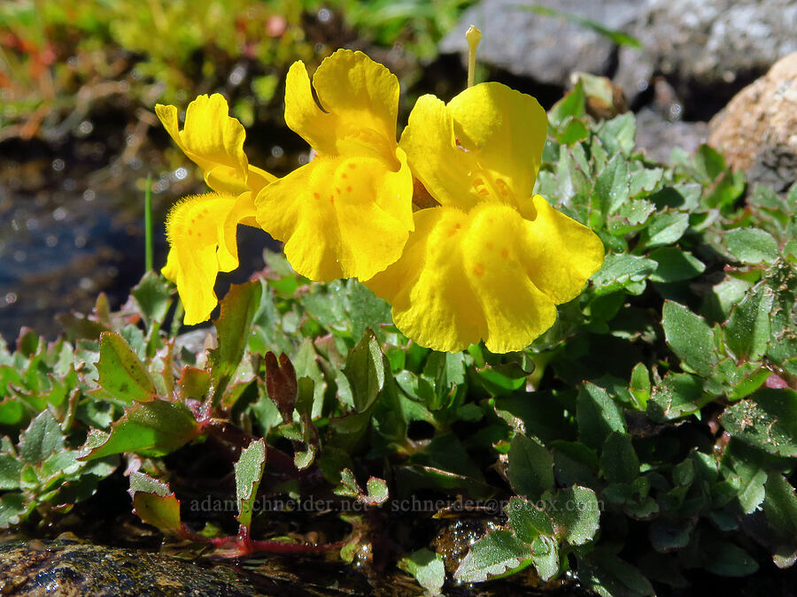 Tiling's monkeyflower (Erythranthe tilingii (Mimulus tilingii)) [South Gate Meadows, Mount Shasta Wilderness, Siskiyou County, California]