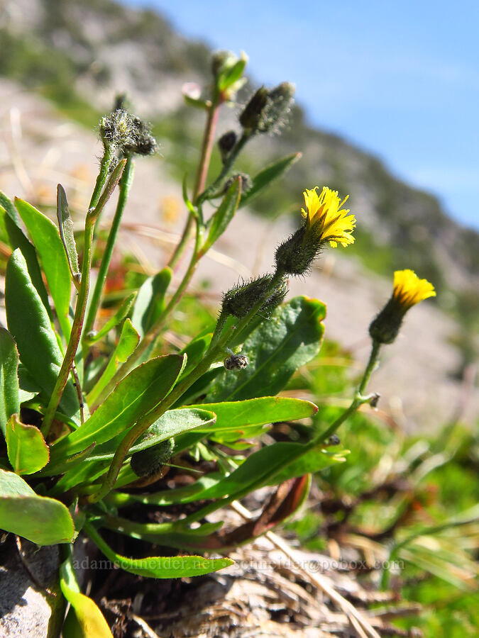 alpine hawkweed (Hieracium triste (Hieracium gracile) (Pilosella tristis)) [head of Yét Atwam Creek, Mount Shasta Wilderness, Siskiyou County, California]