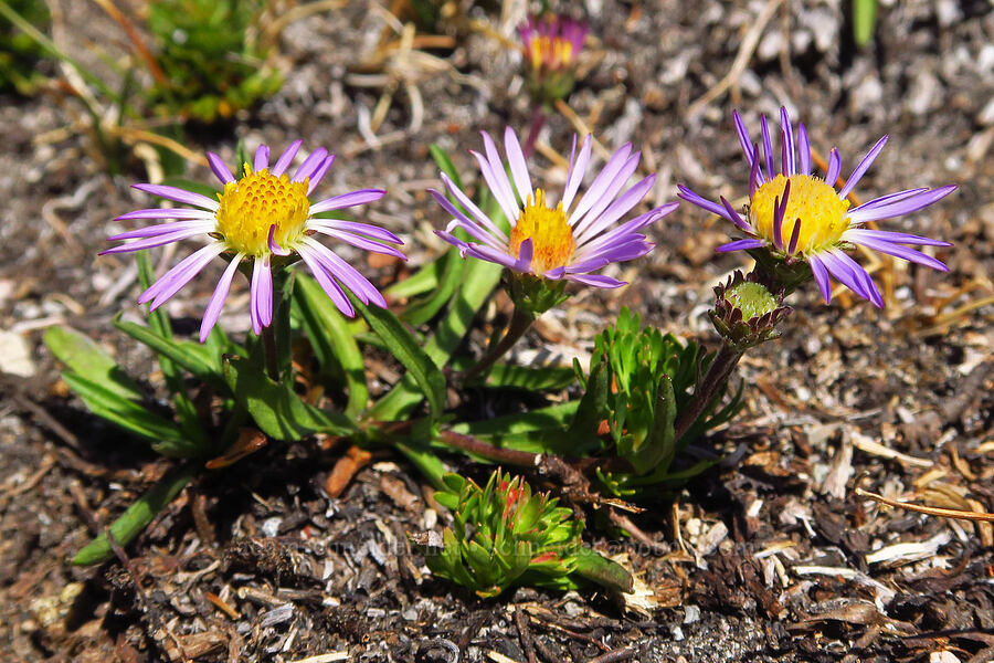 very short tundra asters (Oreostemma alpigenum var. andersonii (Aster alpigenus)) [head of Yét Atwam Creek, Mount Shasta Wilderness, Siskiyou County, California]