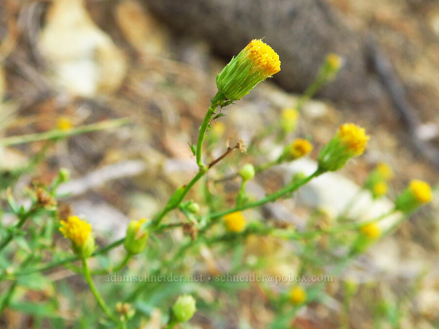 Klamath rock daisy (Erigeron petrophilus var. viscidulus) [Forest Road 40N45, Shasta-Trinity National Forest, Trinity County, California]