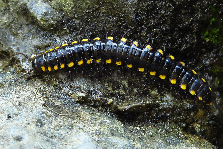 yellow-spotted millipede (Harpaphe haydeniana inlignea) [Picayune Spring, Shasta-Trinity National Forest, Trinity County, California]