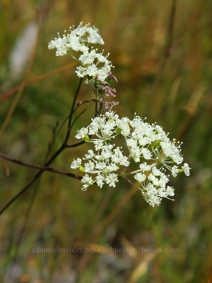Parish's yampah (Perideridia parishii) [Upper Mumbo Lake, Shasta-Trinity National Forest, Trinity County, California]