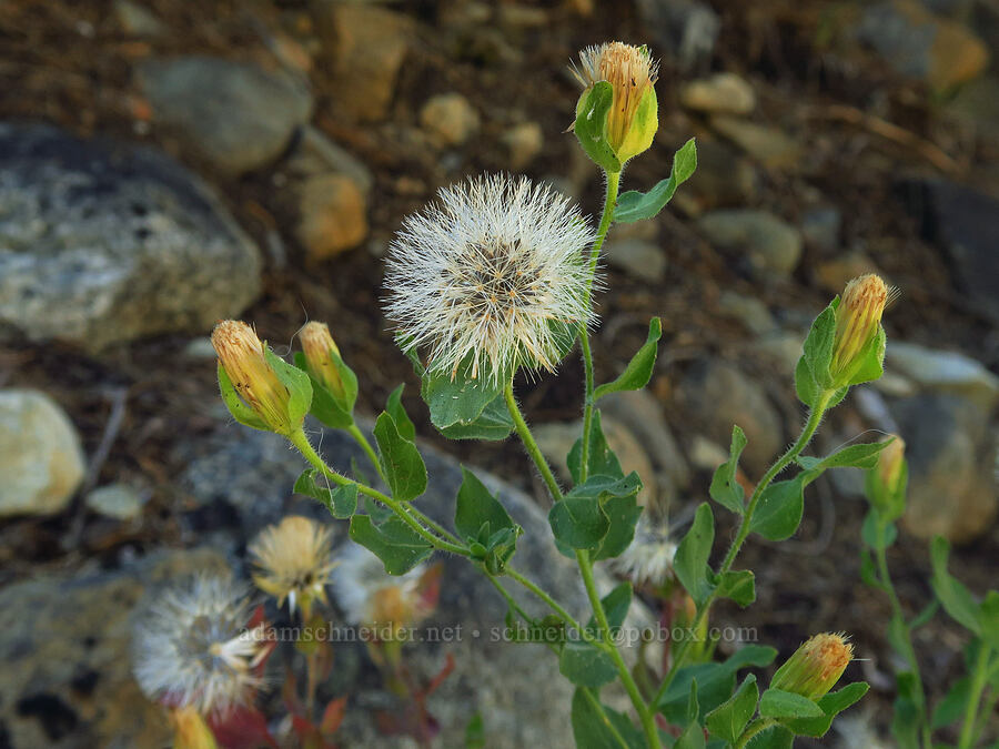 Greene's brickellbush, gone to seed (Brickellia greenei) [Forest Road 26, Shasta-Trinity National Forest, Siskiyou County, California]