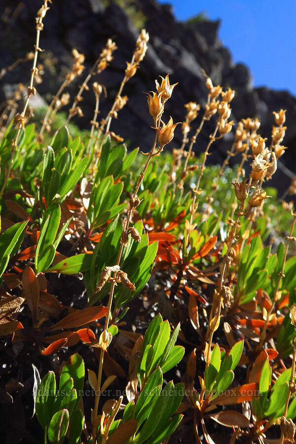 shrubby penstemon, gone to seed (Penstemon fruticosus) [Picnic Rock Ridge, Mt. Hood National Forest, Hood River County, Oregon]