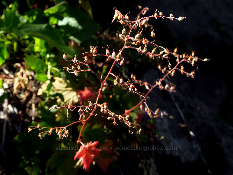 small-flowered alumroot, gone to seed (Heuchera micrantha) [below Newton Pinnacle, Mt. Hood National Forest, Hood River County, Oregon]