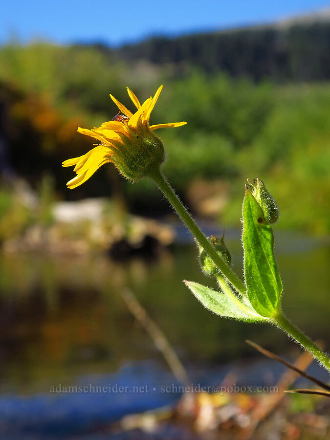 hairy arnica (Arnica mollis) [East Fork Hood River, Mt. Hood National Forest, Hood River County, Oregon]