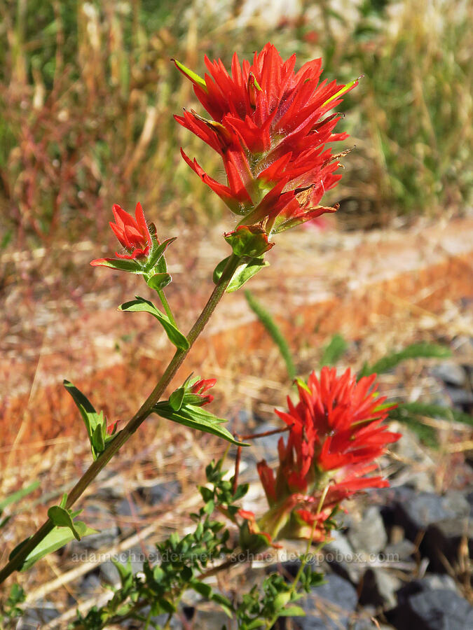 scarlet paintbrush (Castilleja miniata) [Mount Hood Meadows, Mt. Hood National Forest, Hood River County, Oregon]
